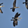 Kormoran velky - Sumicky rybnik 7460